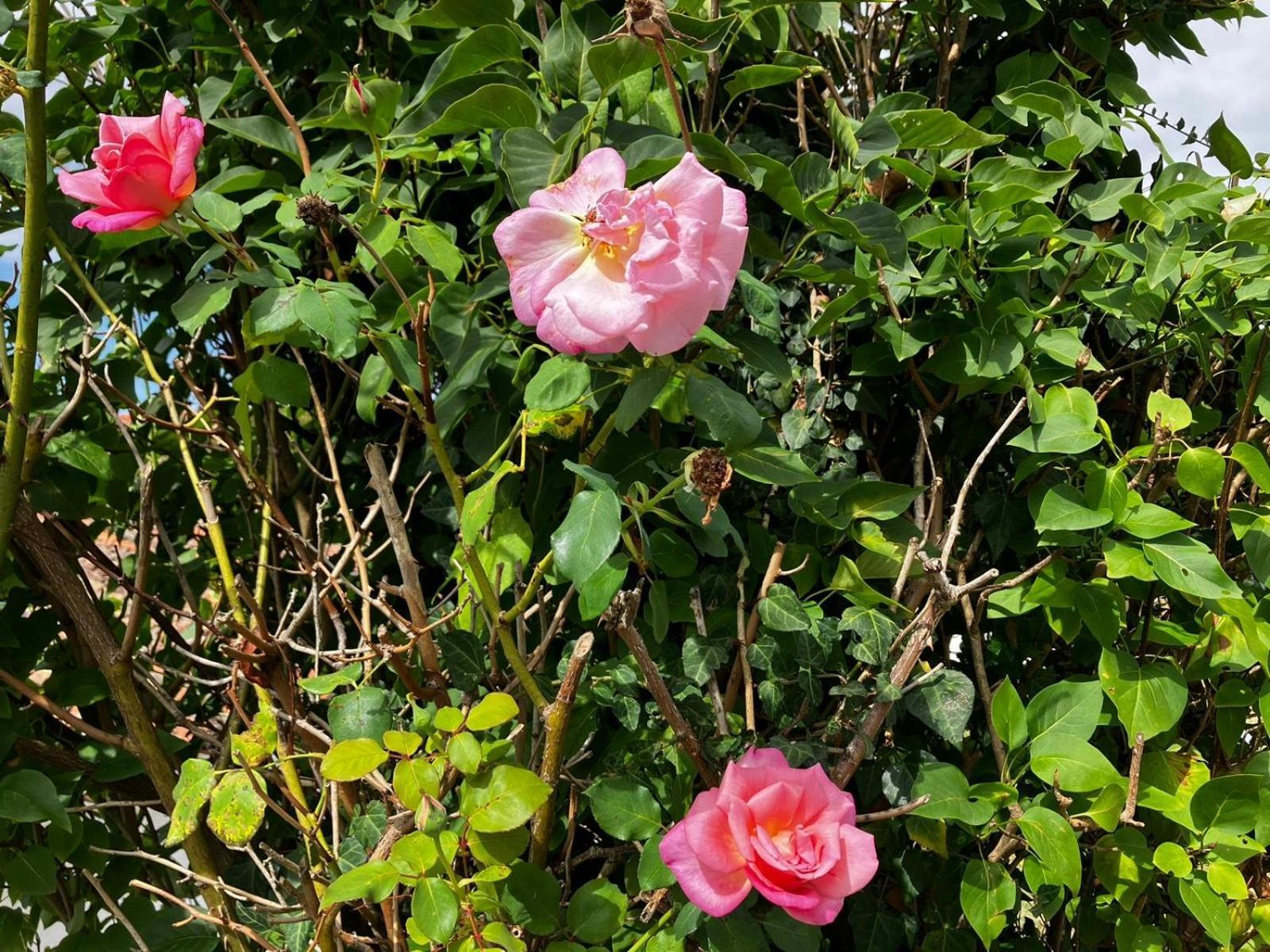 Gite Des Roses Oradour-Fanais Екстер'єр фото